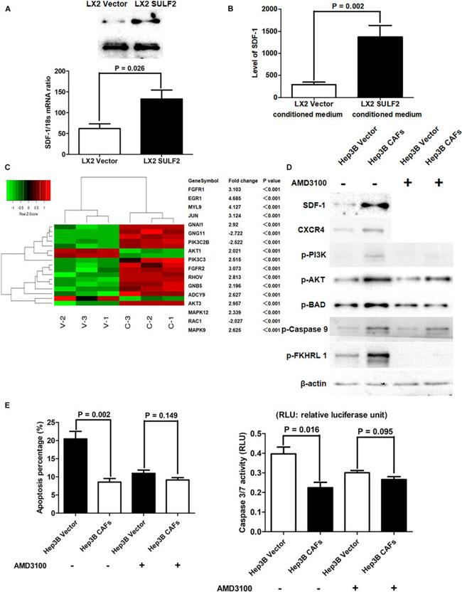 SULF2 Antibody in Western Blot (WB)