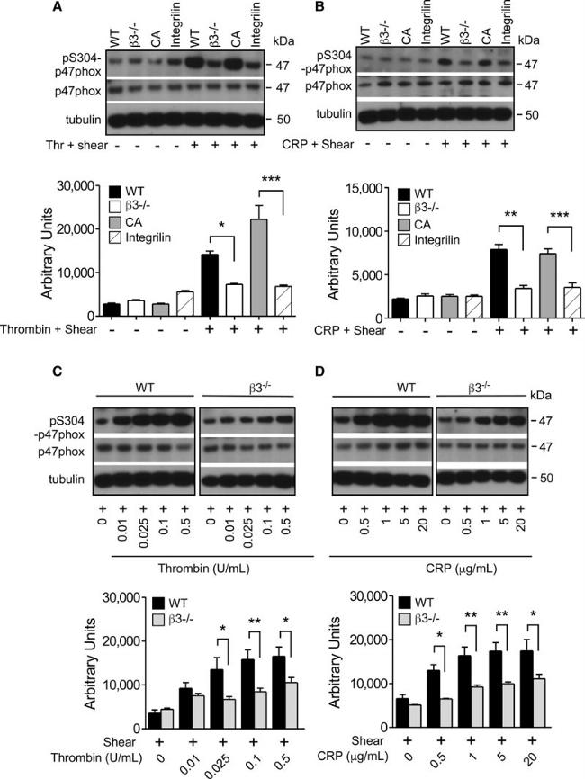 p47phox Antibody in Western Blot (WB)