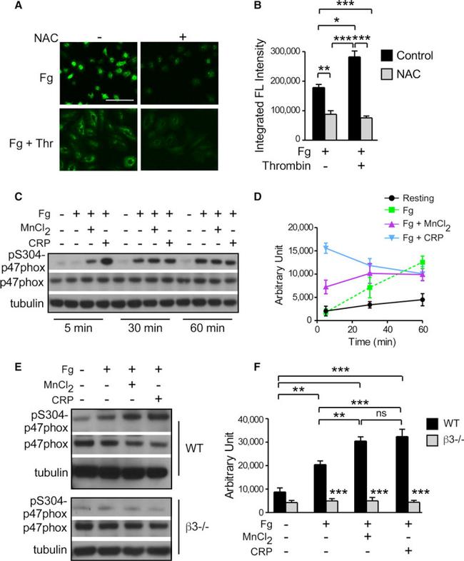 p47phox Antibody in Western Blot (WB)