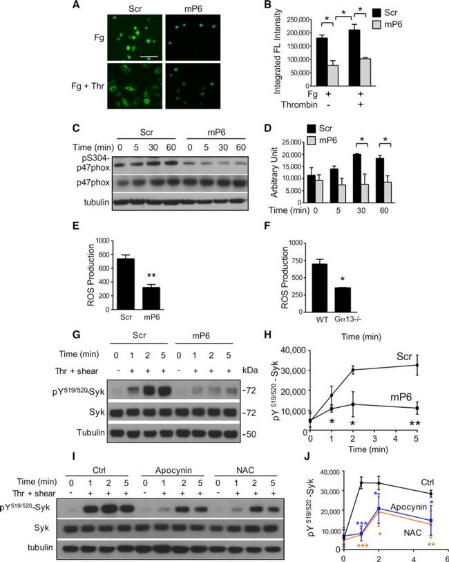 p47phox Antibody in Western Blot (WB)