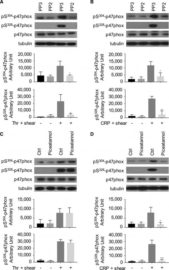 p47phox Antibody in Western Blot (WB)