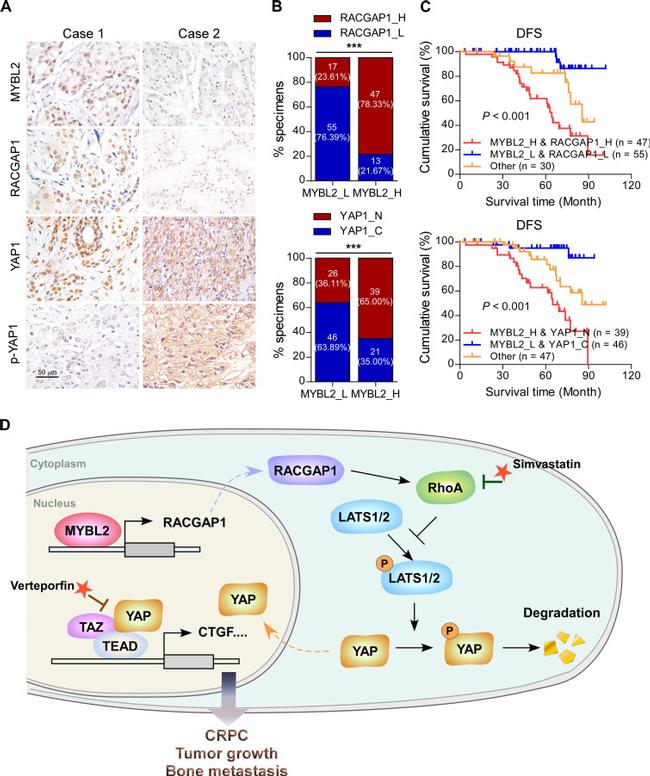 B-Myb Antibody in Immunohistochemistry (IHC)