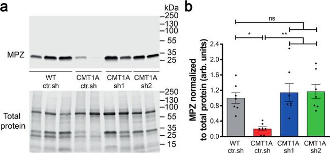 MPZ Antibody in Western Blot (WB)