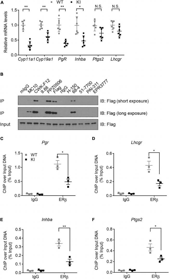 Estrogen Receptor beta Antibody in Immunoprecipitation (IP)