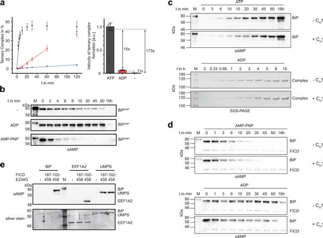 GRP78 Antibody in Western Blot (WB)