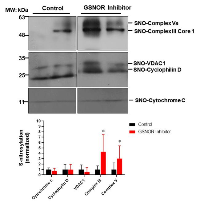 Mitochondria Membrane Integrity Antibody in Western Blot (WB)