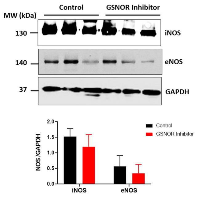 Mitochondria Membrane Integrity Antibody in Western Blot (WB)