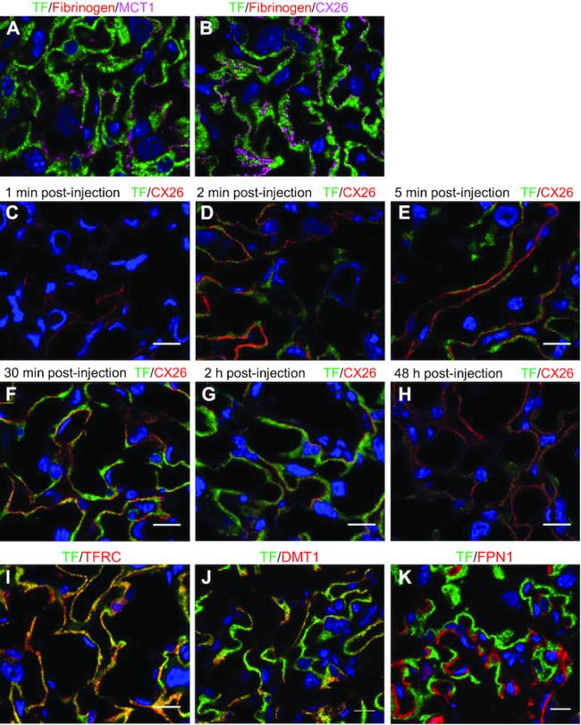 Connexin 26 Antibody in Immunohistochemistry (IHC)