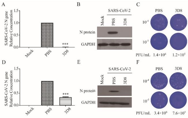 SARS Coronavirus Nucleocapsid Antibody in Western Blot (WB)