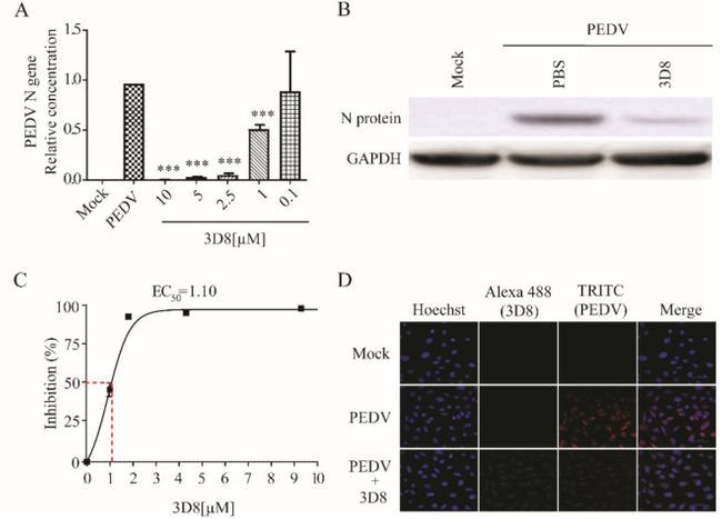 SARS Coronavirus Nucleocapsid Antibody in Western Blot (WB)