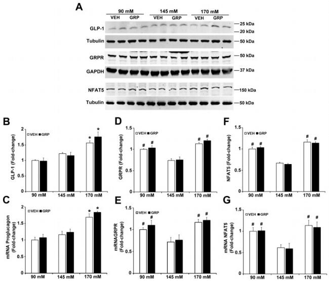 GLP-1 Antibody in Western Blot (WB)