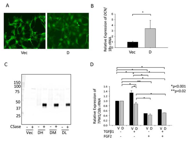 Decorin Antibody in Western Blot (WB)