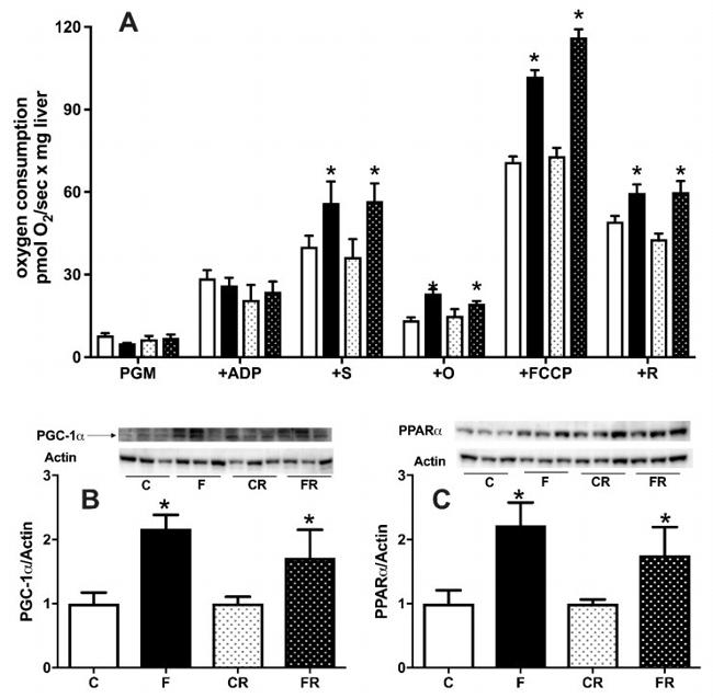 NGAL Antibody in Western Blot (WB)