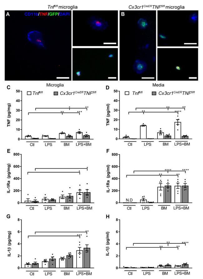 TNF alpha Antibody in Immunocytochemistry (ICC/IF)