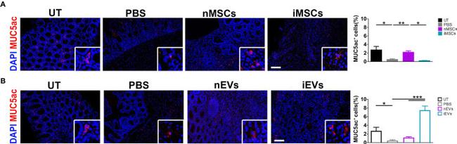 MUC5AC Antibody in Immunocytochemistry (ICC/IF)