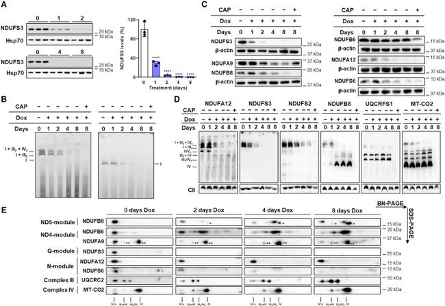 NDUFS2 Antibody in Western Blot (WB)