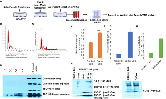 SARS/SARS-CoV-2 Spike Protein S2 Antibody in Western Blot (WB)