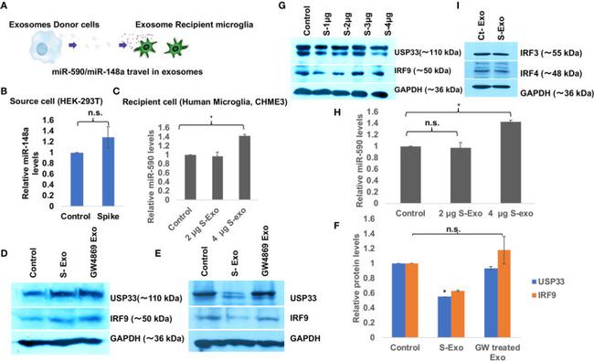 SARS/SARS-CoV-2 Spike Protein S2 Antibody in Western Blot (WB)