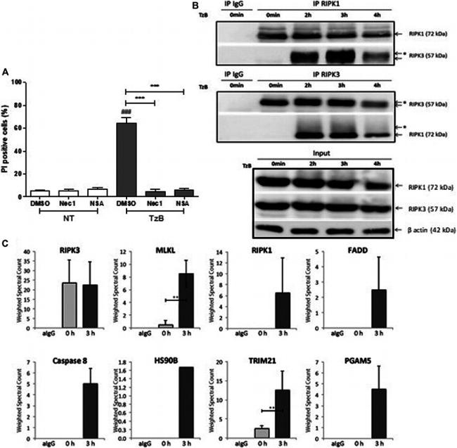 RIP3 Antibody in Western Blot, Immunoprecipitation (WB, IP)