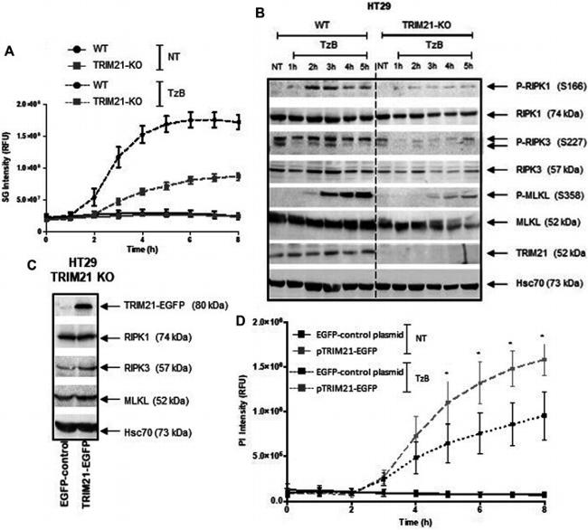 RIP3 Antibody in Western Blot (WB)