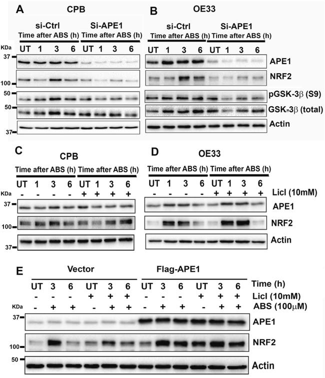 APE1 Antibody in Western Blot (WB)