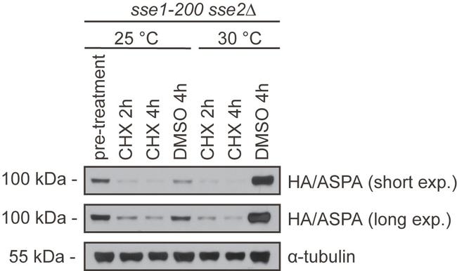 Aspartoacylase Antibody in Western Blot (WB)