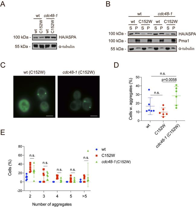 Aspartoacylase Antibody in Western Blot (WB)