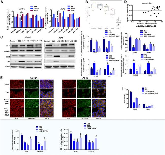 ZO-1 Antibody in Western Blot, Immunocytochemistry (WB, ICC/IF)