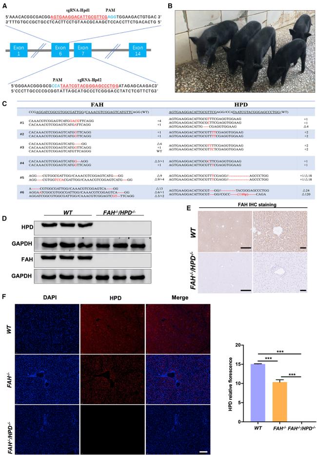 FAH Antibody in Immunohistochemistry (Paraffin) (IHC (P))