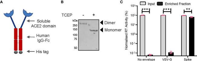 6x-His Tag Antibody in Western Blot (WB)