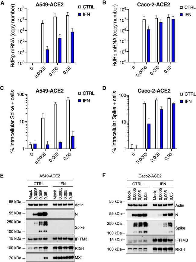 MX1 Antibody in Western Blot (WB)