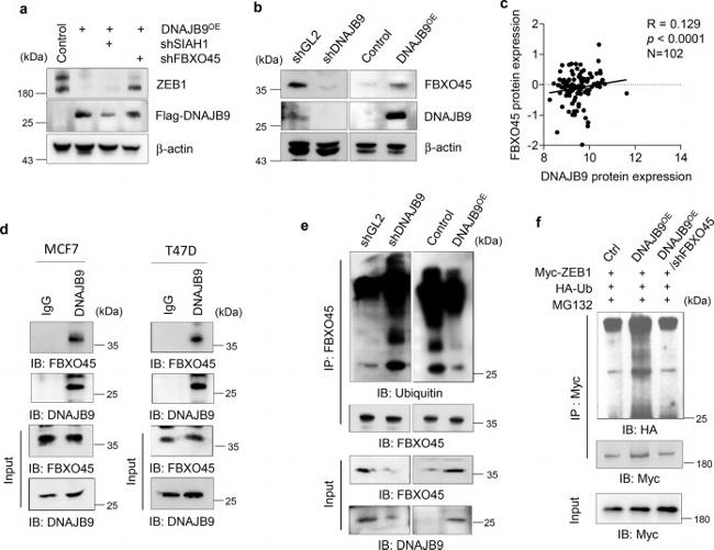 FBXO45 Antibody in Western Blot (WB)