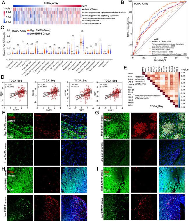 EMP3 Antibody in Immunohistochemistry (IHC)