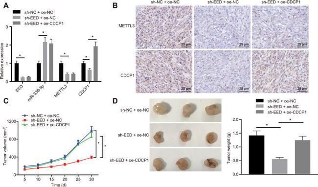 EED Antibody in Immunohistochemistry (IHC)