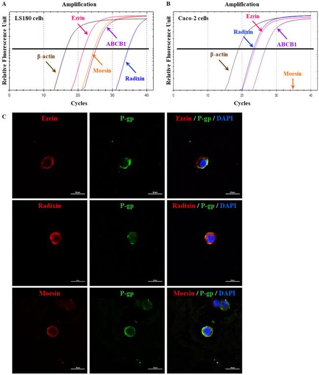 P-Glycoprotein Antibody in Immunocytochemistry (ICC/IF)