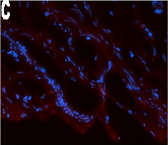 Mouse IgG (H+L) Cross-Adsorbed Secondary Antibody in Immunohistochemistry (Frozen) (IHC (F))