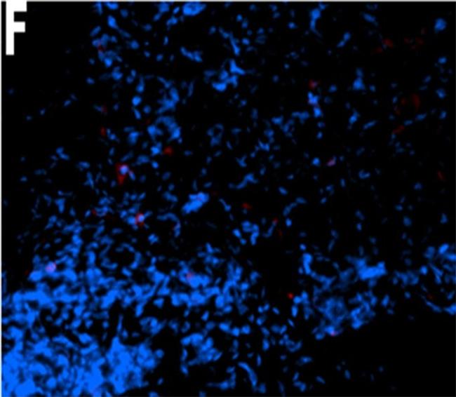 Mouse IgG (H+L) Cross-Adsorbed Secondary Antibody in Immunohistochemistry (Frozen) (IHC (F))