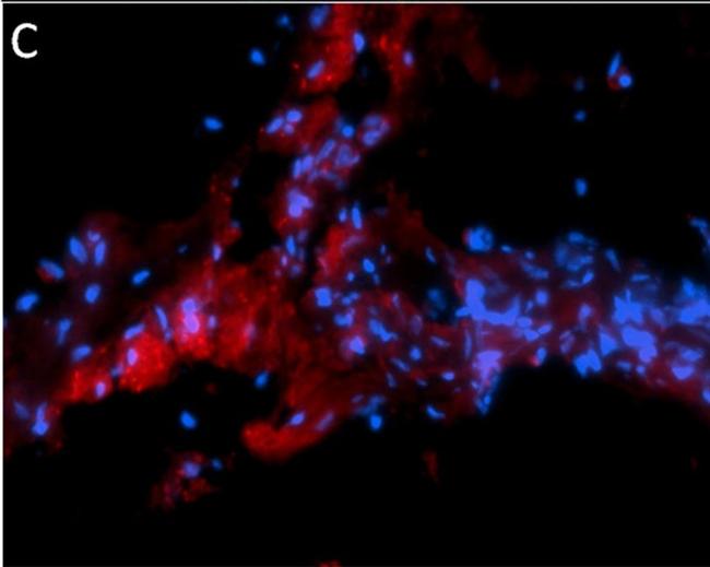 Mouse IgG (H+L) Cross-Adsorbed Secondary Antibody in Immunohistochemistry (Frozen) (IHC (F))