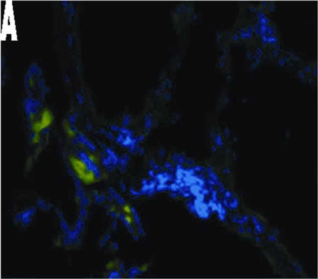 Mouse IgG (H+L) Cross-Adsorbed Secondary Antibody in Immunohistochemistry (Frozen) (IHC (F))