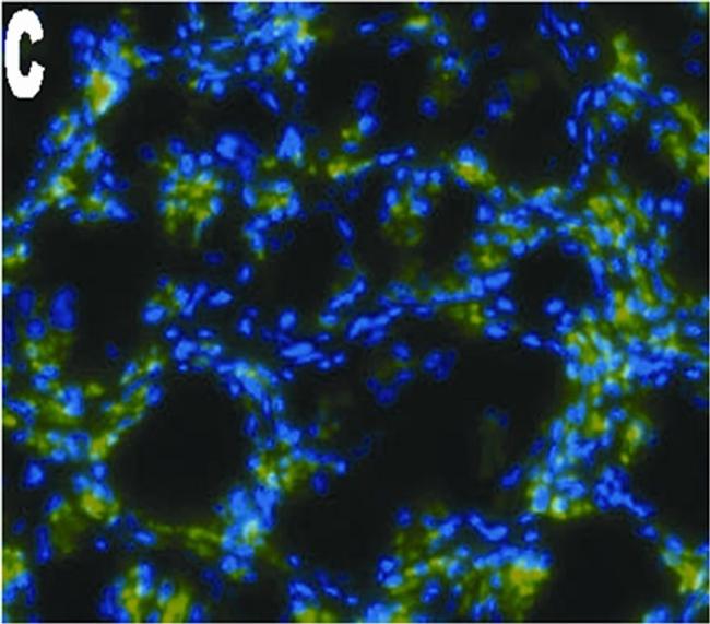 Mouse IgG (H+L) Cross-Adsorbed Secondary Antibody in Immunohistochemistry (Frozen) (IHC (F))