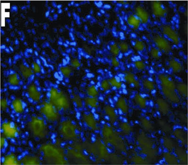 Mouse IgG (H+L) Cross-Adsorbed Secondary Antibody in Immunohistochemistry (Frozen) (IHC (F))