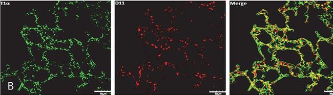 Goat IgG (H+L) Cross-Adsorbed Secondary Antibody in Immunocytochemistry (ICC/IF)