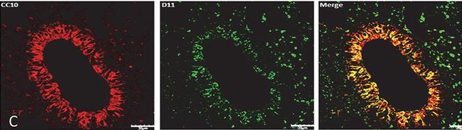 Goat IgG (H+L) Cross-Adsorbed Secondary Antibody in Immunocytochemistry (ICC/IF)