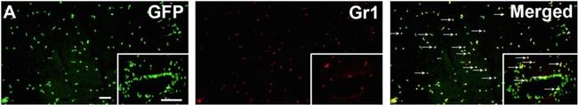 Rat IgG (H+L) Cross-Adsorbed Secondary Antibody in Immunohistochemistry (PFA fixed) (IHC (PFA))