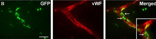 Rabbit IgG (H+L) Cross-Adsorbed Secondary Antibody in Immunohistochemistry (PFA fixed) (IHC (PFA))