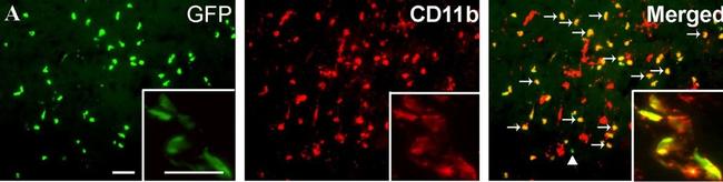 Rat IgG (H+L) Cross-Adsorbed Secondary Antibody in Immunohistochemistry (PFA fixed) (IHC (PFA))