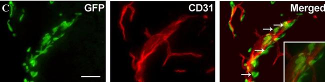 Rabbit IgG (H+L) Cross-Adsorbed Secondary Antibody in Immunohistochemistry (Frozen) (IHC (F))