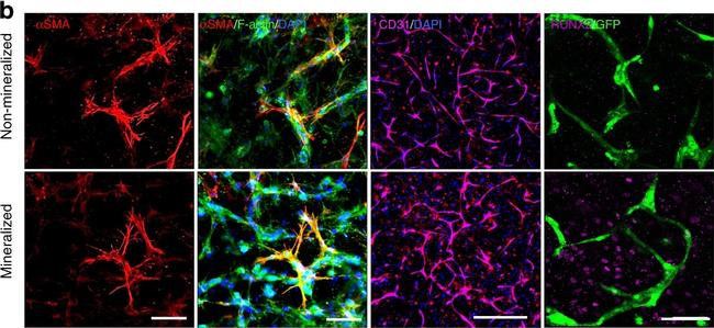 Rabbit IgG (H+L) Cross-Adsorbed Secondary Antibody in Immunocytochemistry (ICC/IF)