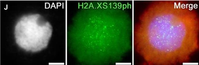 Guinea Pig IgG (H+L) Highly Cross-Adsorbed Secondary Antibody in Immunocytochemistry (ICC/IF)