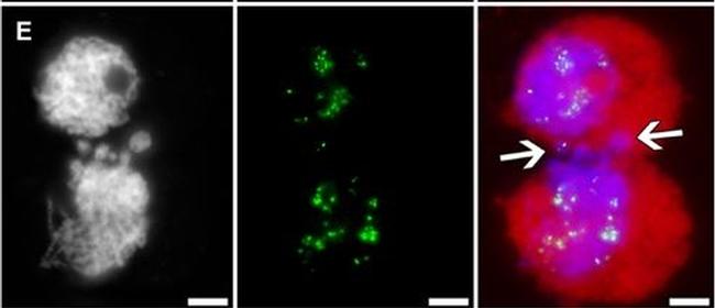 Guinea Pig IgG (H+L) Highly Cross-Adsorbed Secondary Antibody in Immunocytochemistry (ICC/IF)